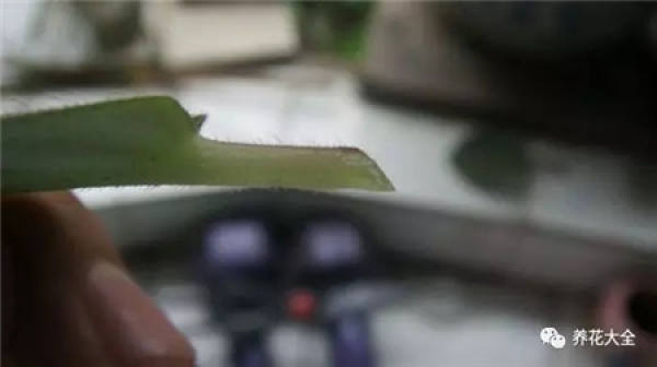 Clematis branch