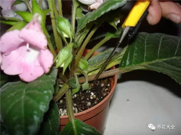Clematis branch
