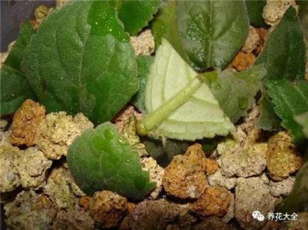 Did it take root?