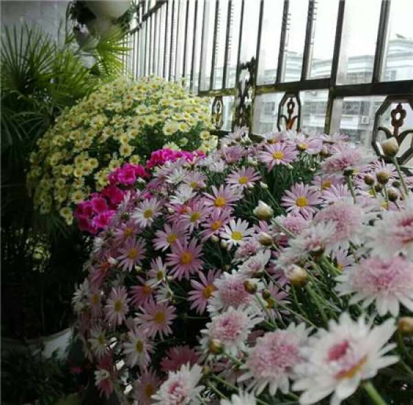 Herbal Garden Balcony Herbal Garden Balcony