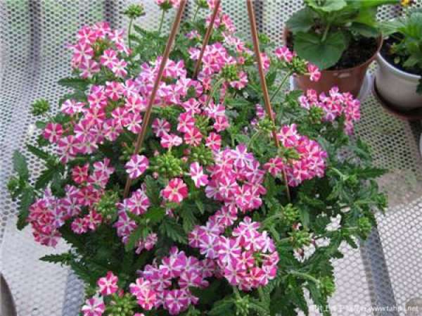 Herbal Garden Balcony Herbal Garden Balcony