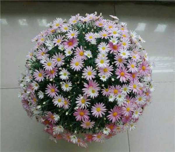 Herbal Garden Balcony Herbal Garden Balcony