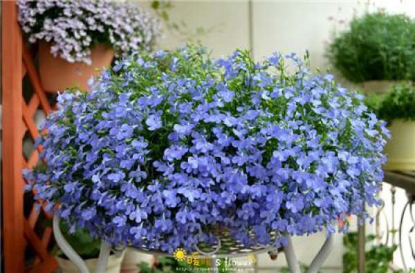Herbal Garden Balcony Herbal Garden Balcony