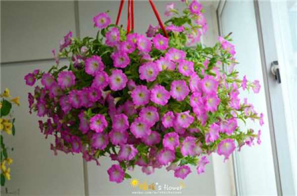 Herbal Garden Balcony Herbal Garden Balcony