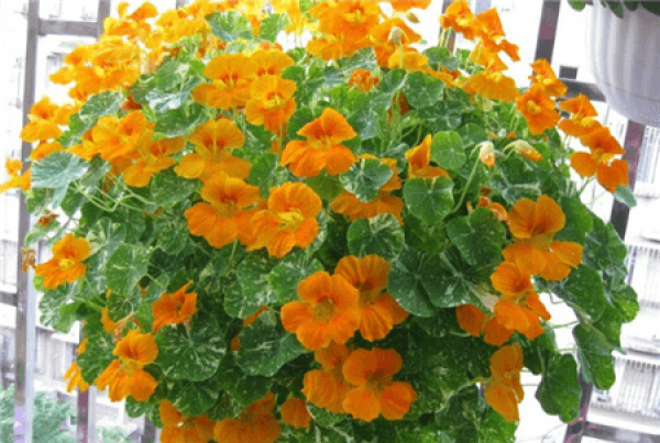 Herbal Garden Balcony Herbal Garden Balcony