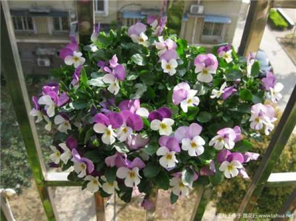 Herbal Garden Balcony Herbal Garden Balcony