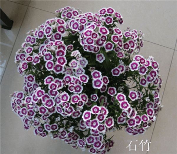 Herbal Garden Balcony Herbal Garden Balcony