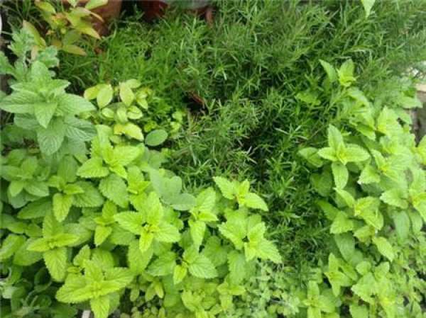 Herbal Garden Balcony Herbal Garden Balcony
