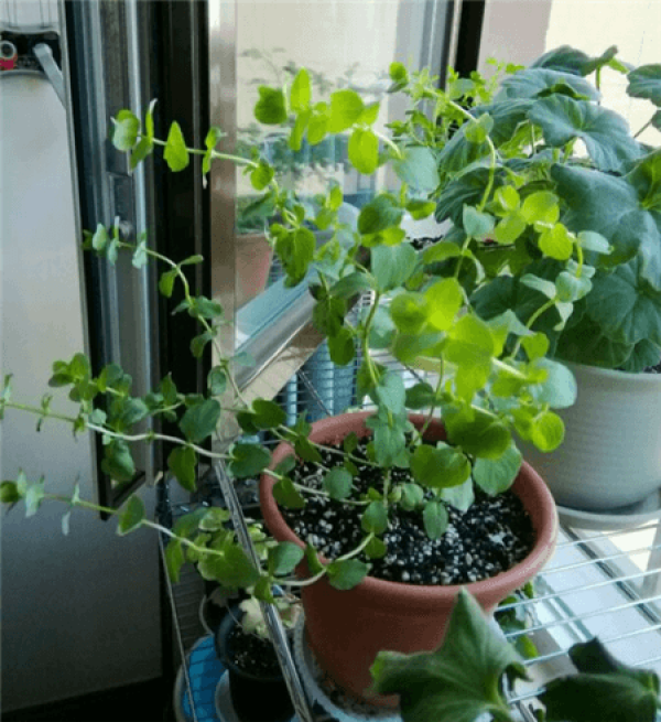 Herbal Garden Balcony Herbal Garden Balcony