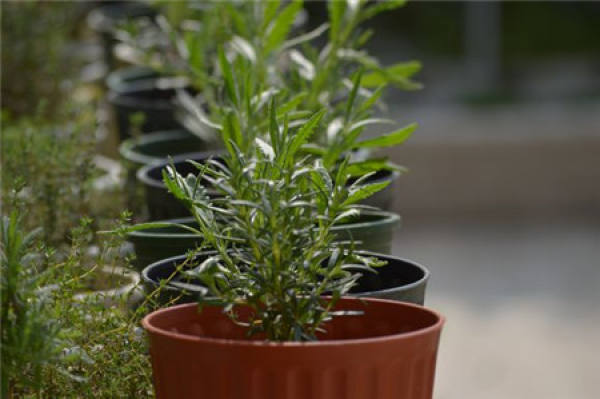 Herbal Garden Balcony Herbal Garden Balcony