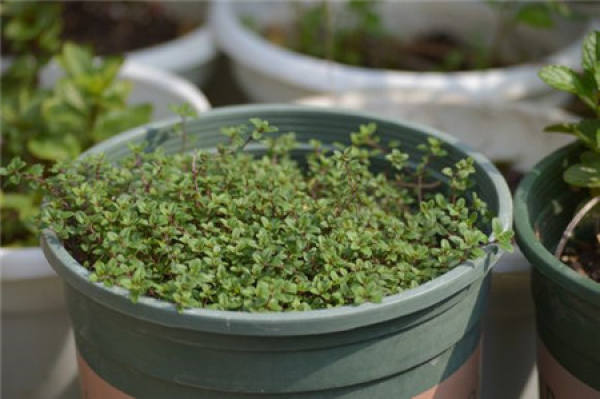 Herbal Garden Balcony Herbal Garden Balcony