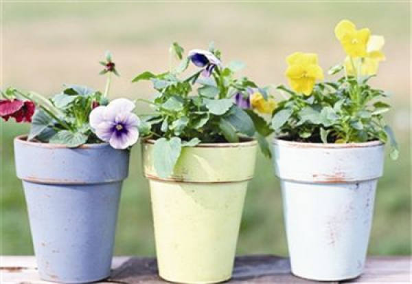 Can rice-washing water be used to water flowers?