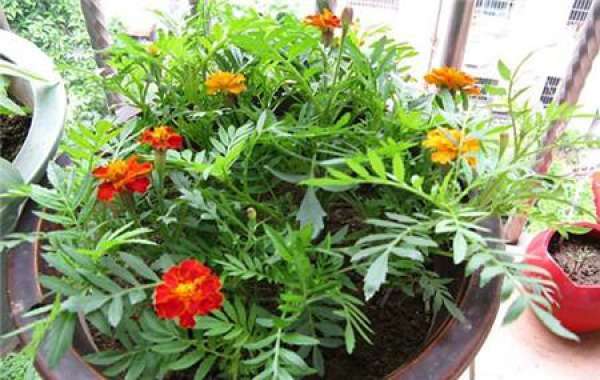 How to water the flowers with rice washing water?