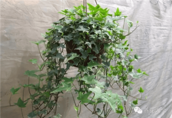 herb garden balcony herb garden balcony