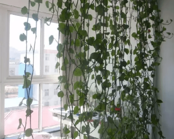 Green dill Green dill