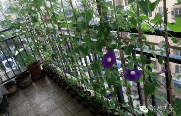 herb garden balcony herb garden balcony