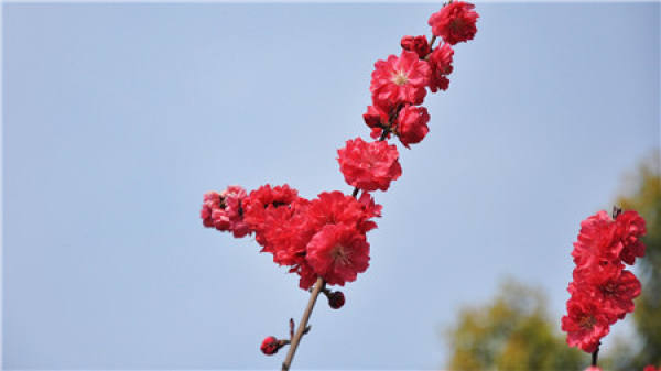 Can salt water be used to water flowers?