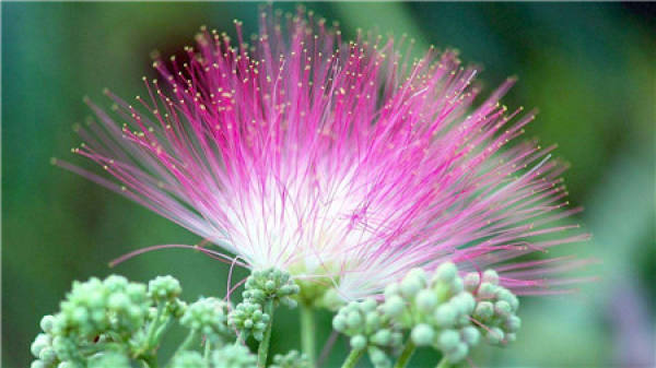 How to water the flowers with salt water?