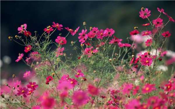 Can fish water be used to water flowers?