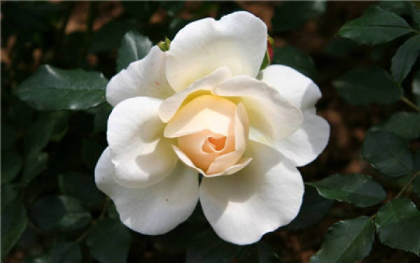 Can boiled egg water be used to water flowers?