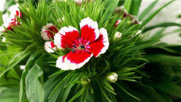 Can Aspirin be used to water flowers? Can Aspirin be used to water flowers?