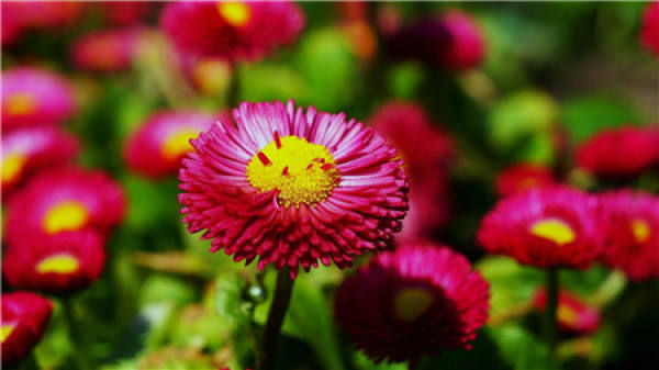 Can expired milk be used to water flowers?