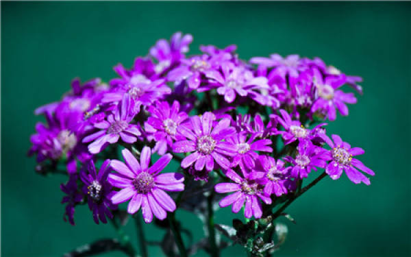 Ways of Watering Flowers with Expired Milk