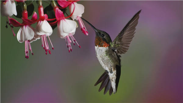 Can air conditioning water be used to water flowers?