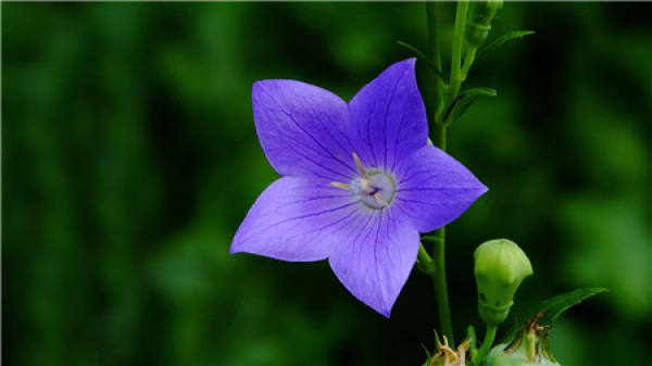 Can cool boiled water be used to water flowers?