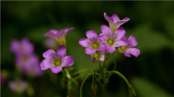 The way of watering flowers with cool boiled water