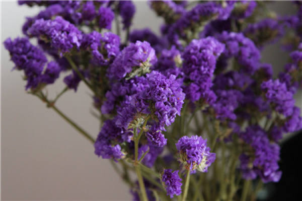 What should we pay attention to when putting dried flowers at home?