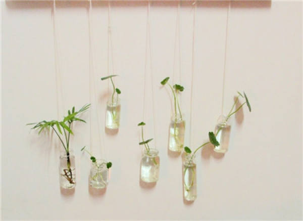 Hydroponic culture and conservation of Dracaena sanderiana Hydroponic culture and conservation of Dracaena sanderiana