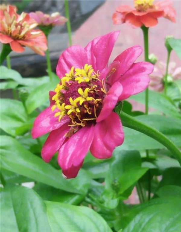 Flower seeds do not germinate because the seeds germinate at the wrong time.