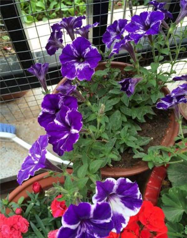 Flower seeds do not germinate is the problem of seeds.