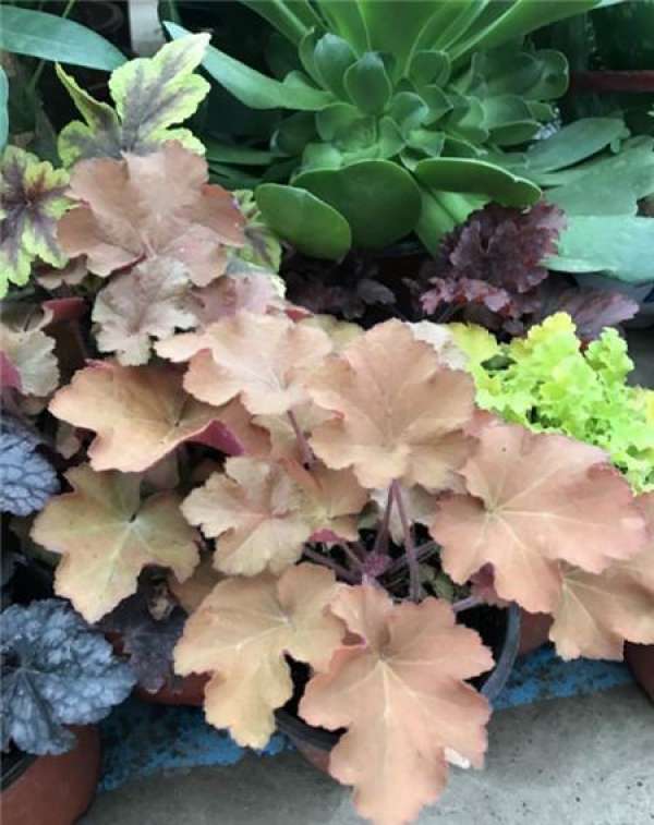 What is the root water?