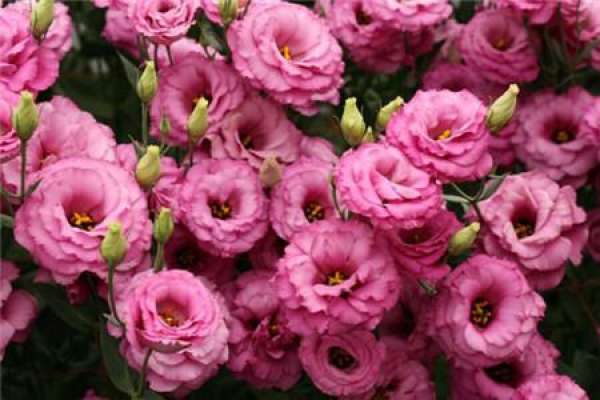 Summer Chrysanthemum