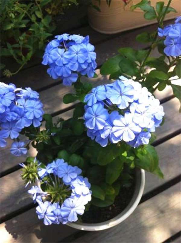 Summer Chrysanthemum