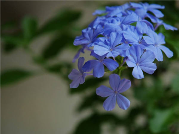 Close view of blue snowflake