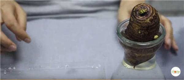 Taro is put into a hydroponic container