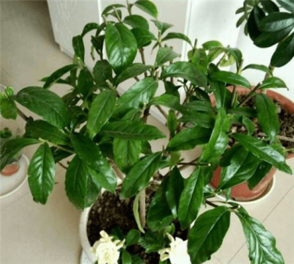 grow a dead gardenia, how to grow it?! The Plant Aide