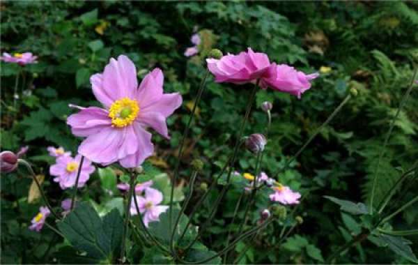 the ornamental value of autumn peony