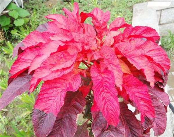 Sowing conditions of Yanlaihong