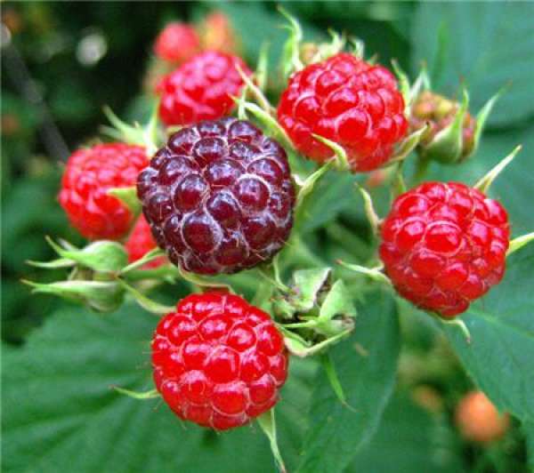 Appearance difference between raspberry and mulberry