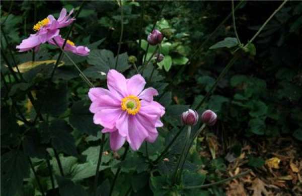 The Preference of the Autumn Peony