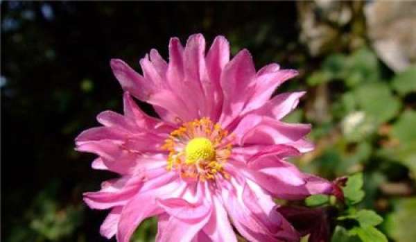 The Preference of the Autumn Peony