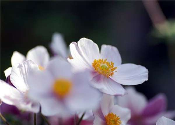 The Preference of the Autumn Peony