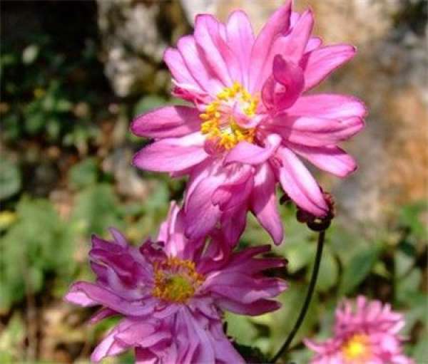 propagation of Paeonia suffruticosa
