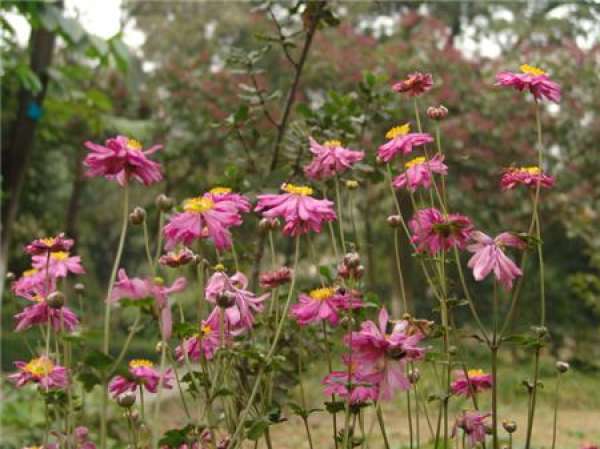 Sowing propagation of anemone