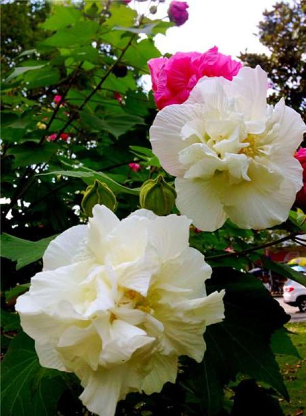 selection of cuttings of Hibiscus mume