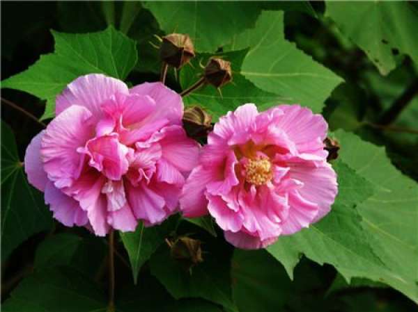 Hibiscus mutabilis cuttage propagation method